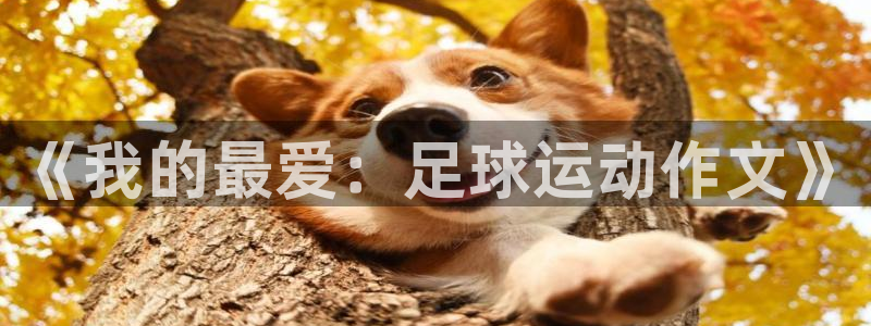 vsport体育官方正版app开户：《我的最爱：足球运动作文
