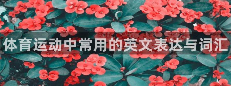 vsport体育官网下载平台是正规平台吗知乎：体育运
