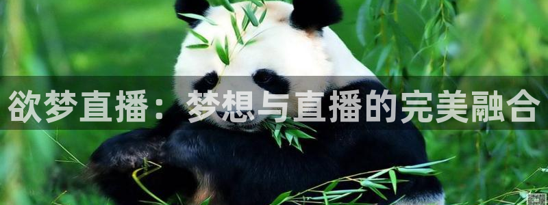 nba88看球直播在线观看：欲梦直播：梦想与直播的完美融合