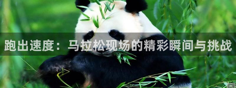 88看球体育直播：跑出速度：马拉松现场的精彩瞬间与挑战