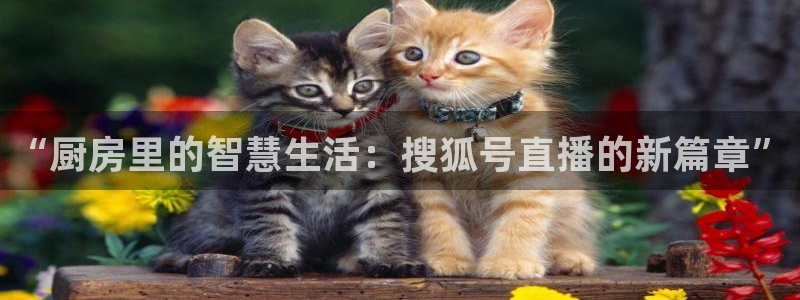 88看球nba直播免费观看高清：“厨房里的智慧生活：搜狐号直播的新篇章”